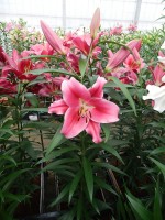 [5171 Dalian Mak2N No02.JPG]